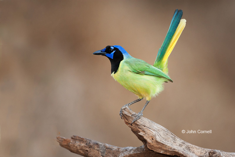 Cyanocorax yncas;Green Jay;Jay;One;avifauna;bird;birds;color image;color photograph;feather;feathered;feathers;natural;nature;outdoor;outdoors;wild;wilderness;wildlife